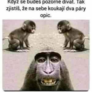 Obrázek 'dve opice'