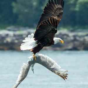 Obrázek 'eagle and seagull 3'