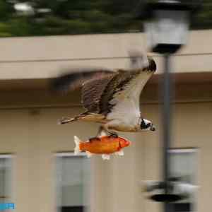 Obrázek 'eagle riding golden fish'