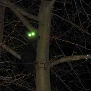 Obrázek 'electric cat'