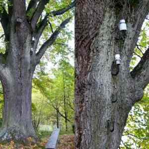 Obrázek 'electric tree'