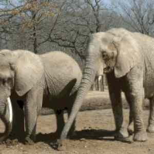 Obrázek 'elefant'