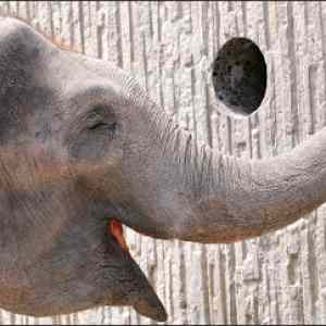 Obrázek 'elephant gloryhole'