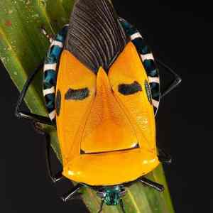 Obrázek 'elvis the bug'