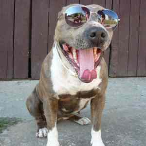Obrázek 'emerica dog'