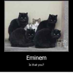 Obrázek 'eminem cat'