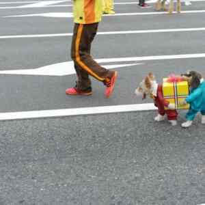 Obrázek 'epic dog costume'