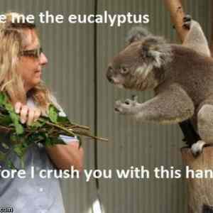 Obrázek 'eucalyptus'