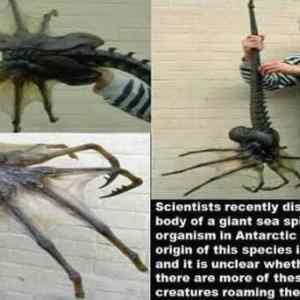 Obrázek 'facehugger'