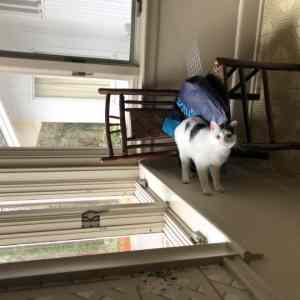 Obrázek 'fail&nbsp;gravitace'