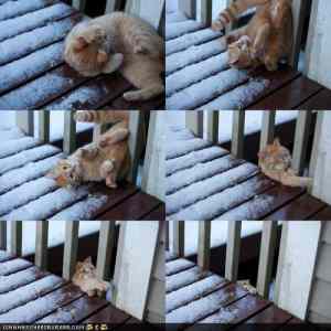 Obrázek 'falling cat'