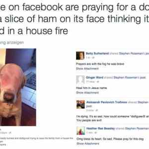 Obrázek 'fb&nbsp;dog'