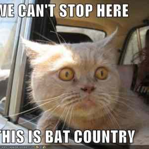 Obrázek 'fear and loathing cat'