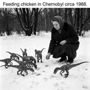 Obrázek 'feeding&nbsp;chicken'
