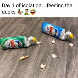 Obrázek 'feeduck'