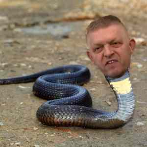 Obrázek 'felvideki kobra'