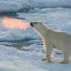 Obrázek 'fire&nbsp;starter'