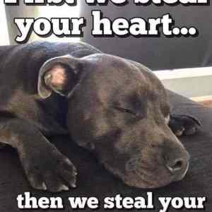 Obrázek 'first they steal your heart'