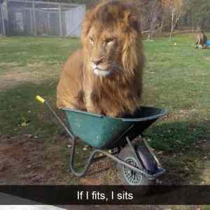 Obrázek 'fits-sits'