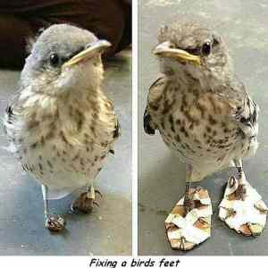 Obrázek 'fixing bird feet'