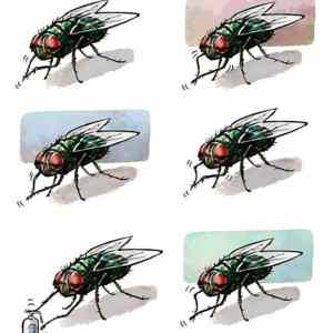 Obrázek 'fly-using-hand-sanitizer-soap-to-clean-hands'