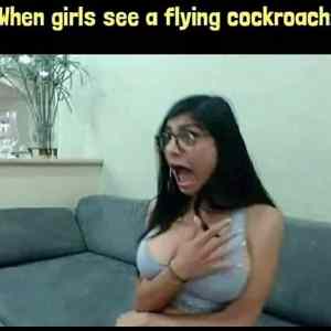 Obrázek 'flying cockroach'