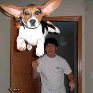 Obrázek 'flying dog'