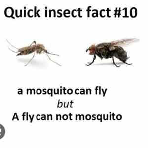 Obrázek 'flysquito'