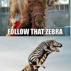 Obrázek 'follow that zebra'