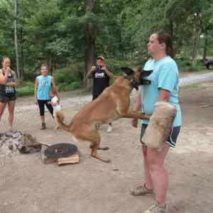 Obrázek 'formosan mountain dog'