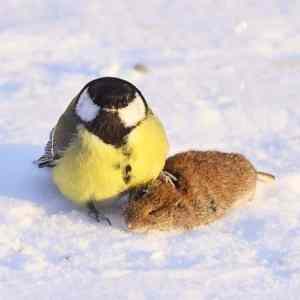 Obrázek 'foto ulovku  '