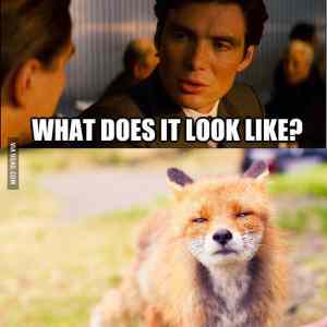 Obrázek 'fox '