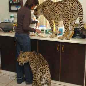 Obrázek 'frendship with big cat 02'