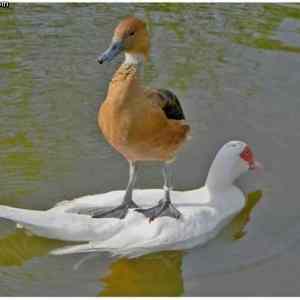Obrázek 'friedzone level goose'