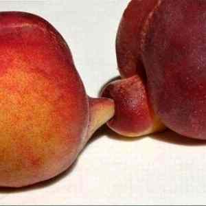 Obrázek 'fruit anal'