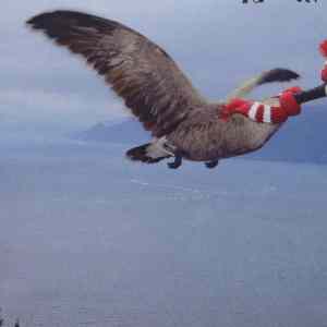 Obrázek 'fugleinfluensa'