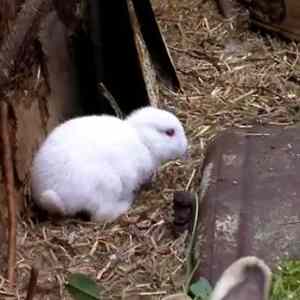 Obrázek 'fukushima rabbit'