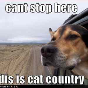 Obrázek 'funny-dog-pictures-cant-stop-here'