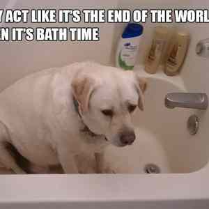 Obrázek 'funny-dogs9467' Obrázek 'funny-dogs9467'