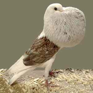 Obrázek 'funny-forever-alone-bird'