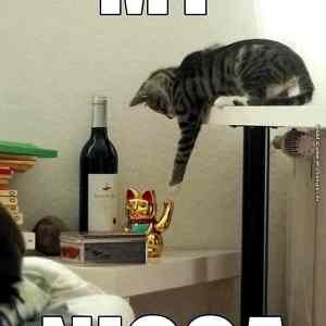 Obrázek 'funny-pictures-high-five-cat-nigga'