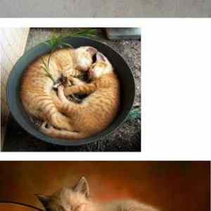 Obrázek 'funny kitties'