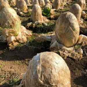 Obrázek 'funsubstance 631754' Obrázek 'funsubstance 631754'