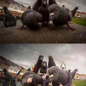 Obrázek 'gangsta birds'