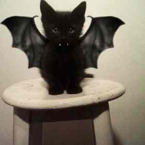 Obrázek 'gargoyle cat batman'