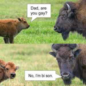 Obrázek 'gay bi son'