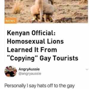 Obrázek 'gay lion'