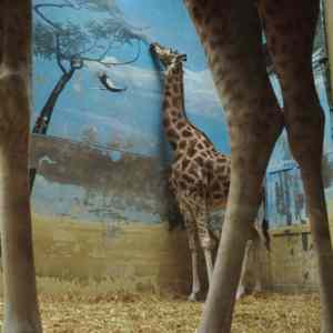Obrázek 'giraffe fail'