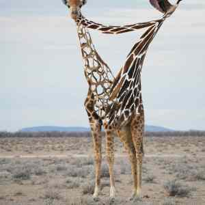 Obrázek 'giraffuck'