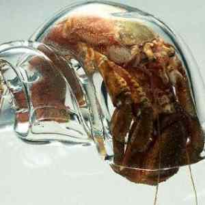 Obrázek 'glass-shell-hermit-crab'